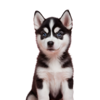 AI generated Picture of an adorable husky puppy isolated png