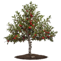 AI generated Holly tree with fruits against transparent background and empty space for text isolated png