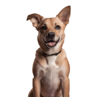 AI generated Dog isolated on transparent background with portrait png