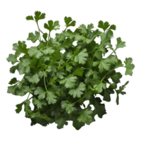 ai generado Fresco cilantro hojas en transparente antecedentes aislado png