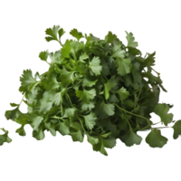 ai generado Fresco cilantro hojas en transparente antecedentes aislado png