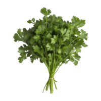 AI generated Fresh coriander leaves on transparent background isolated png