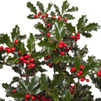 AI generated Holly tree with fruits against transparent background and empty space for text isolated png