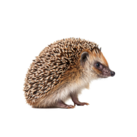 AI generated Cute Hedgehog on a Clean Transparent Background Created With Generative AI Technology png