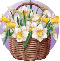 Basket with spring flowers on isolated background. Vector illustration of a bouquet of daffodils in a wicker basket. Gift for Women's Day, Mother's Day, etc.