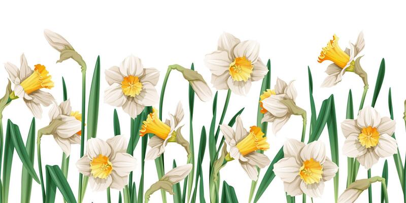 Seamless border of narcissus flowers on an isolated background. Illustration with spring flowers for Easter. Suitable for decor, fabric, cards, backgrounds, wallpapers