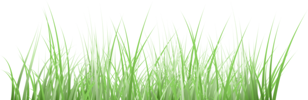 fond transparent d'herbe png