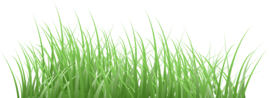 fond transparent d'herbe png