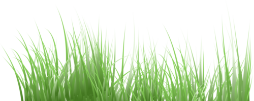 fond transparent d'herbe png