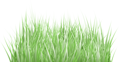 Gras transparenter Hintergrund png