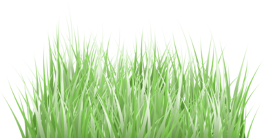 fond transparent d'herbe png