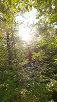 fpv voar através verde decíduo árvores dentro verão floresta dentro a manhã Sol video