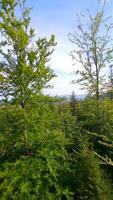 filmisch fpv Flug unter Bäume im das Sommer- Wald im das Berge video