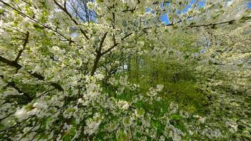 liscio fpv volo attraverso fioritura alberi con bianca fiori nel primavera video