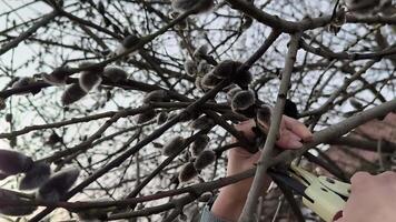 Gärtner Schneiden Trimmen Baum Busch Apfel Baum Geäst Landwirtschaft Frühling Arbeiten draußen ökologisch Landwirtschaft Frau hart rustikal Grün Pflanzen Botanik video