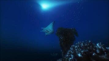 ein Manta Strahl schwimmt durch das Blau Wasser video