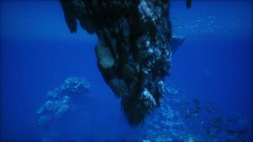 A group of fish swimming around a coral reef video