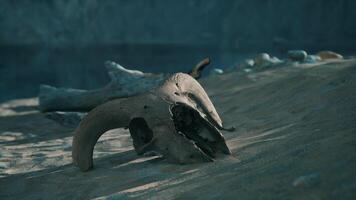 A small animal skull on a sandy surface video