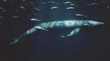 een majestueus walvis omringd door een enorm school- van vis video