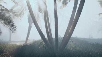 A foggy day with palm trees in the foreground video