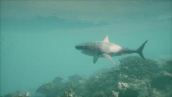 A large white shark swimming in the ocean video