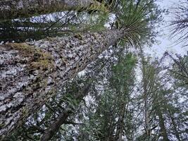 alto arboles cubierto con musgo en el hojas perennes bosques de Washington estado foto