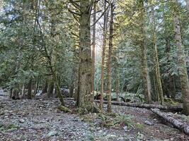 Rays of sunshine passing through tall trees in evergreen forests of Washington state park photo