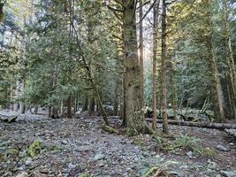 Rays of sunshine passing through tall trees in evergreen forests of Washington state park photo