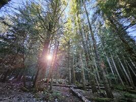 Rays of sunshine passing through tall trees in evergreen forests of Washington state park photo