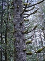 alto arboles cubierto con musgo en el hojas perennes bosques de Washington estado foto