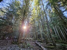 Rays of sunshine passing through tall trees in evergreen forests of Washington state park photo