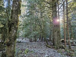 Rays of sunshine passing through tall trees in evergreen forests of Washington state park photo