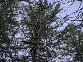 alto arboles cubierto con musgo en el hojas perennes bosques de Washington estado foto