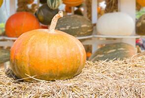 Pumpkin farm production in rural area photo