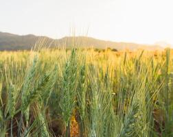 Wheat field in country side photo