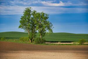 Rural landscape with plowed land, green grass and trees photo