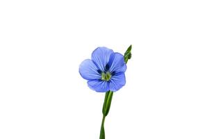 Flax linseed flower over white background photo