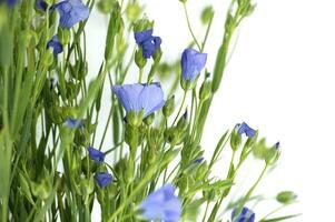 Blue flax blossom in close up over white background photo