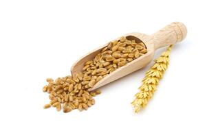 Wheat grain seeds spilling from wooden scoop photo