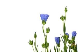 Vibrant blue common flax flower in close up photo