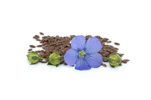 Flax linseed flower and seeds over white background photo