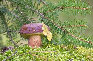 Pine bolete mushroom growing in moss photo