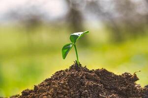 Seedling emerges from the earth and positioned from low angle photo
