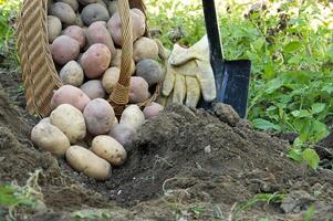 Freshly dug potatoes vary in size and collor photo