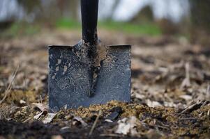 Shovel stuck in the ground, with dirt and mud blade photo