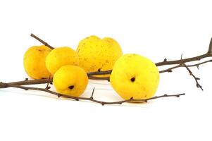 Golden-yellow quince fruits on leafless thorny branch photo