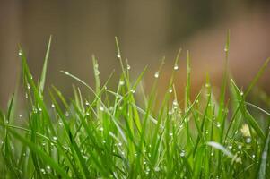 Lushness of the grass and delicate detail of the dewdrops photo