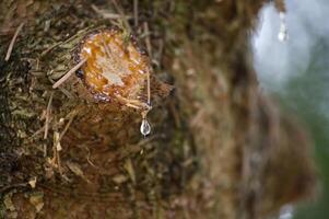 Drop of resin flows from a freshly cut spruce branch photo