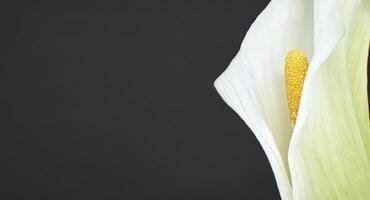 Single white calla lily flower in close up over black photo