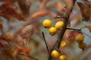 Yellow wild apples surrounded by vibrant leaves photo